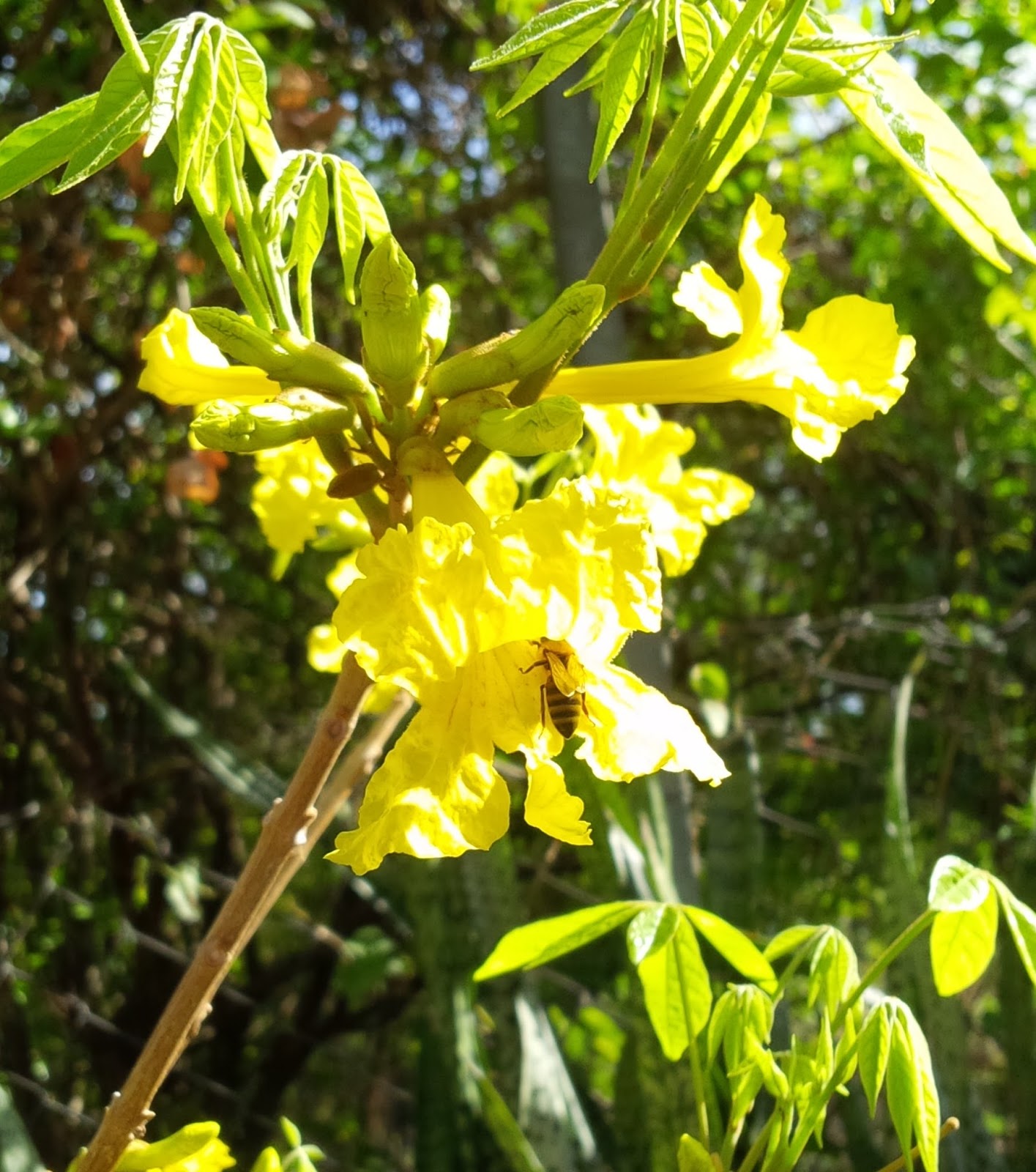 Beyond the Marog Kingdom Yellow Poui