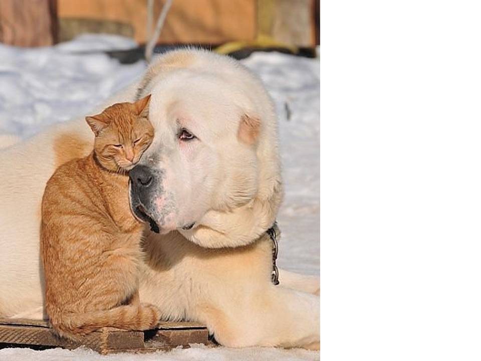 давай раз собака. бордер колли и бигль. верность собаки. афоризмы про собак и людей. кошки и собаки приколы с надписями.