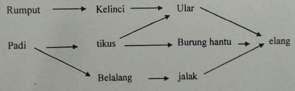 Soal dan Jawaban OSN IPA SD 2019 Tingkat Kecamatan