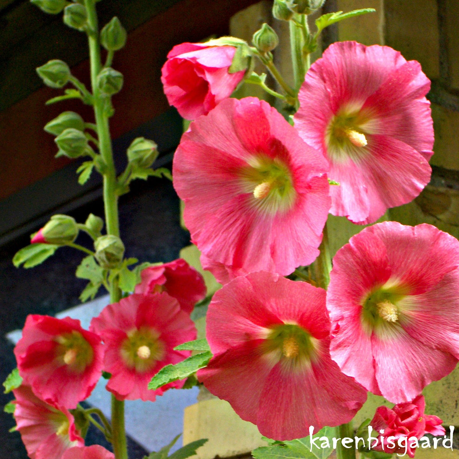 Karen`s Nature Photography Group of Pink Hollyhock Flowers.