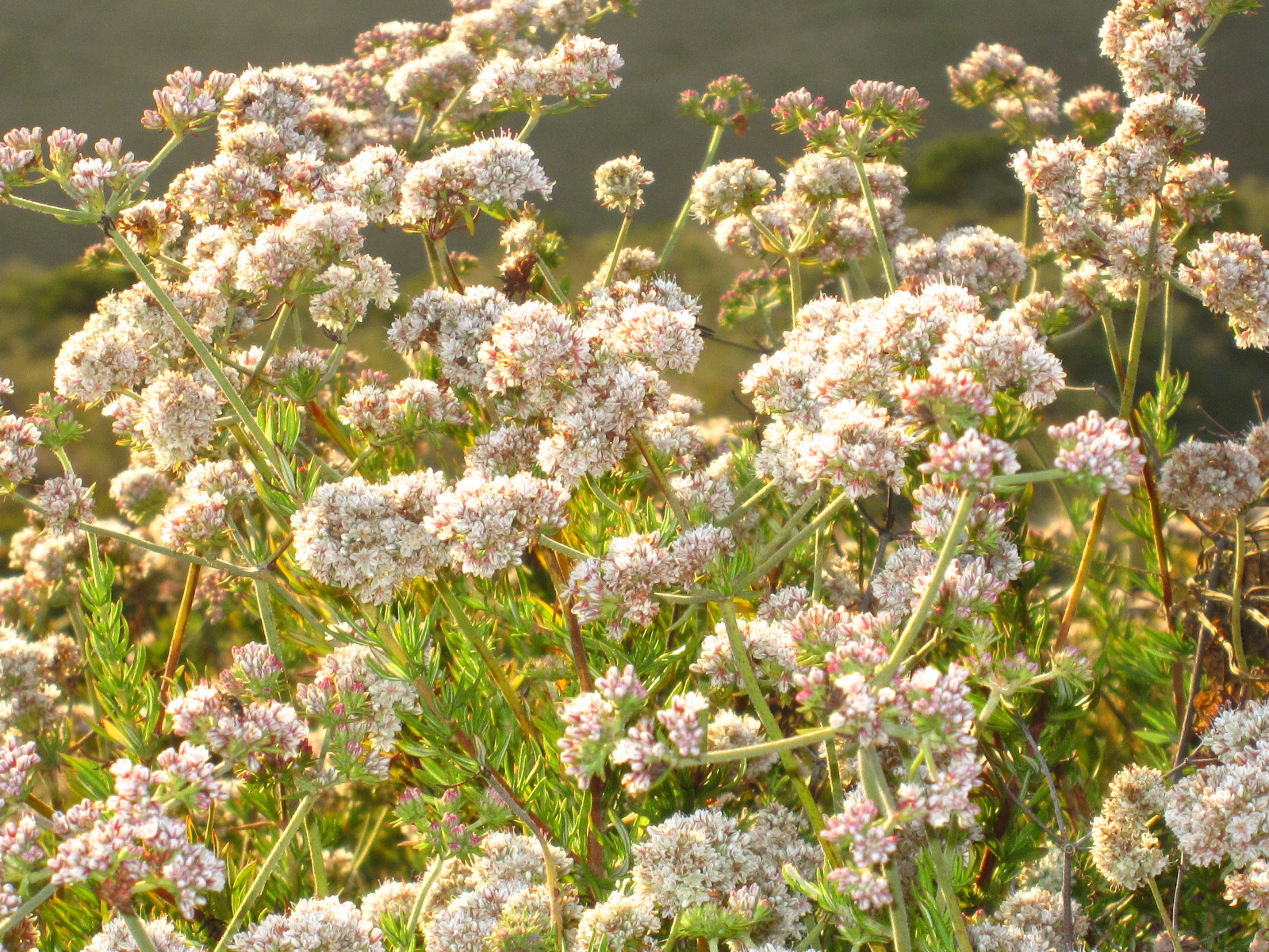 Spring Beauty Blooming Trees And Shrubs Susan S In The Garden