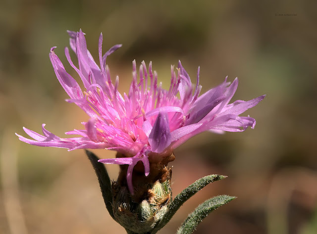 Flockenblume aus Focus-Reihe zusammengesetzt Olympus Fokus-Bracketing Franzis Tiefenschärfe OM-D