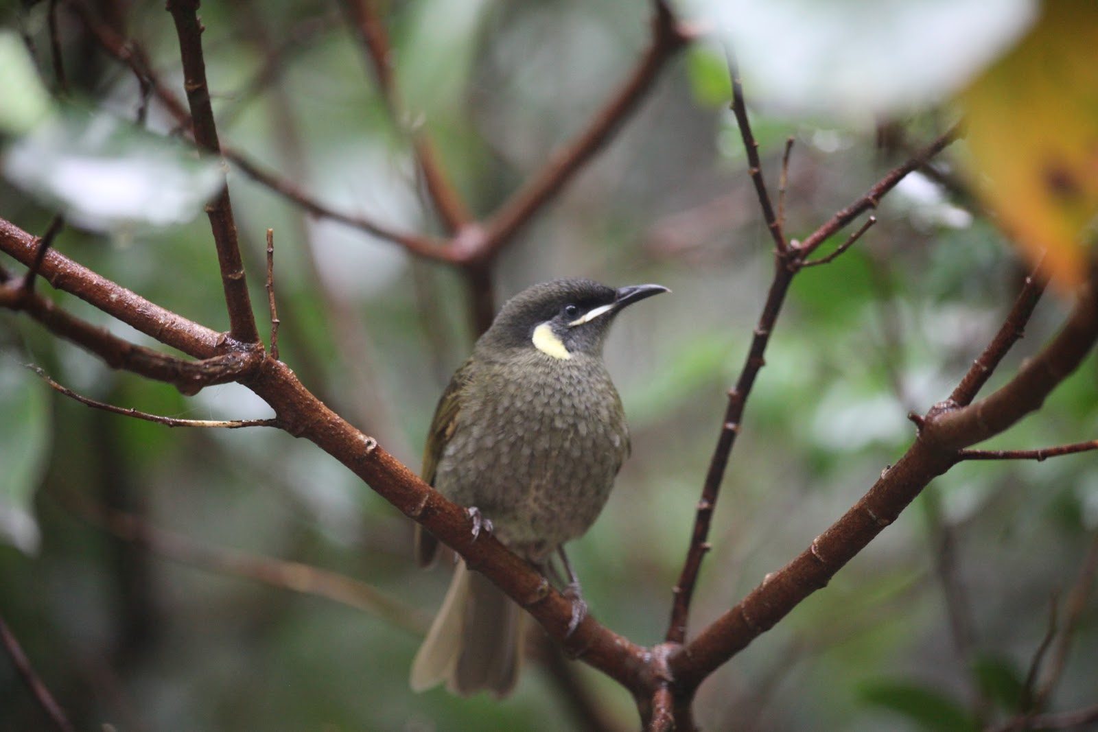 YOUNG BIRDER'S NOTES MELBOURNE'S COMMONER HONEYEATERS