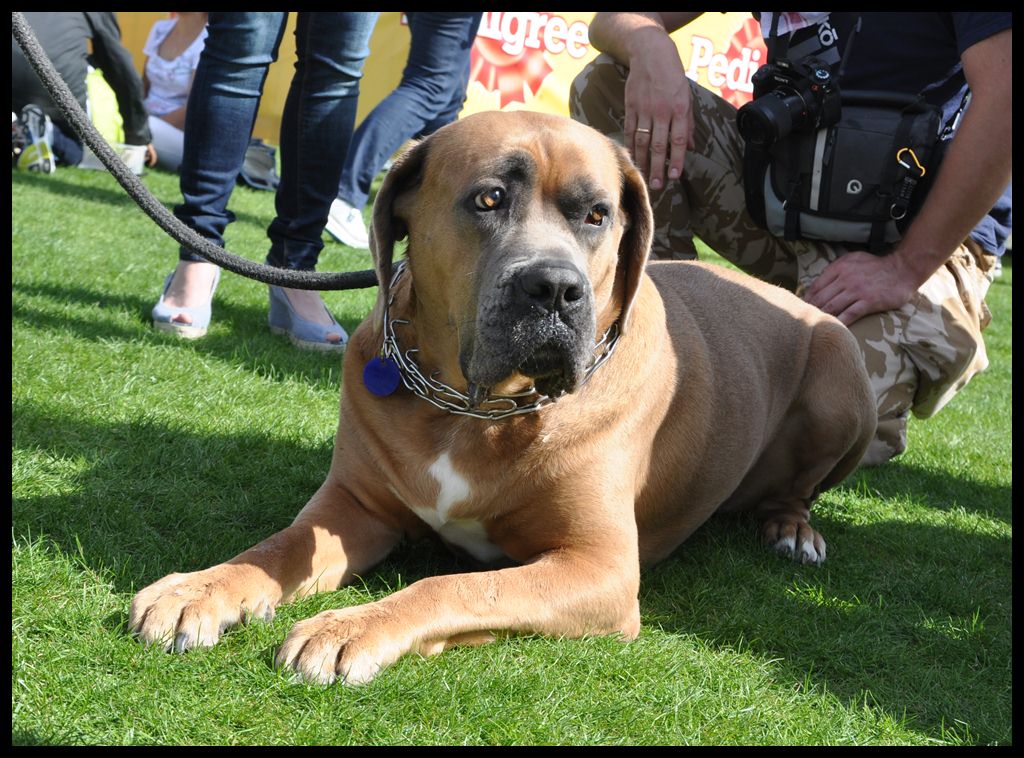 Dubai Photo Story: Dubai Pet Show 2012