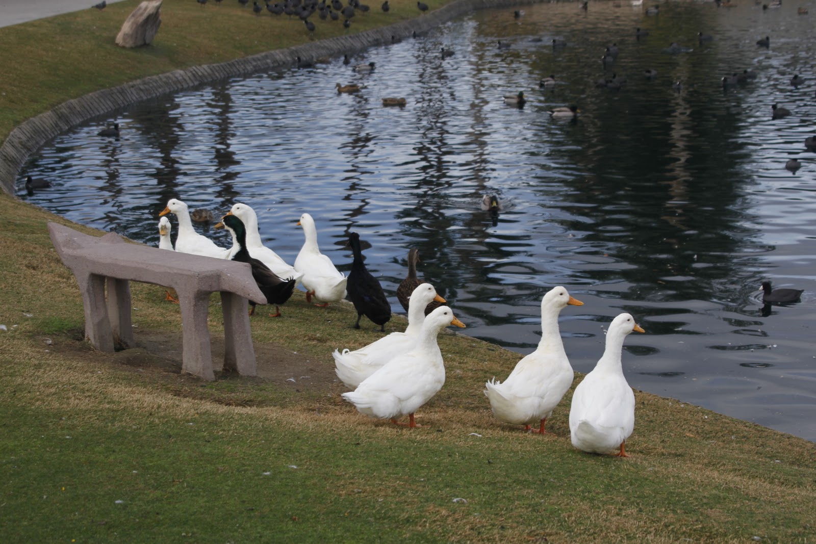Deserts and Beyond Ducks at the parkSunday Stills Challenge012212