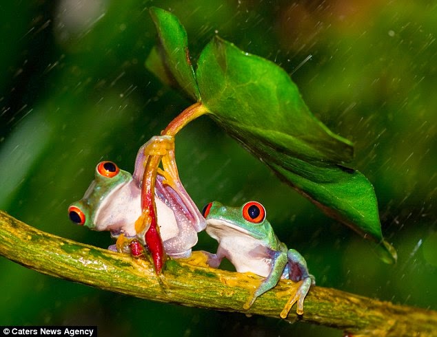 FROGS WITH UMBRELLA