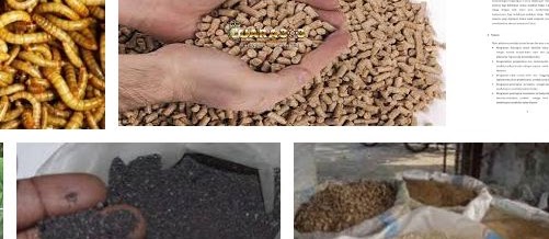 Pentingnya Pakan bagi Pertumbuhan Ternak Lele