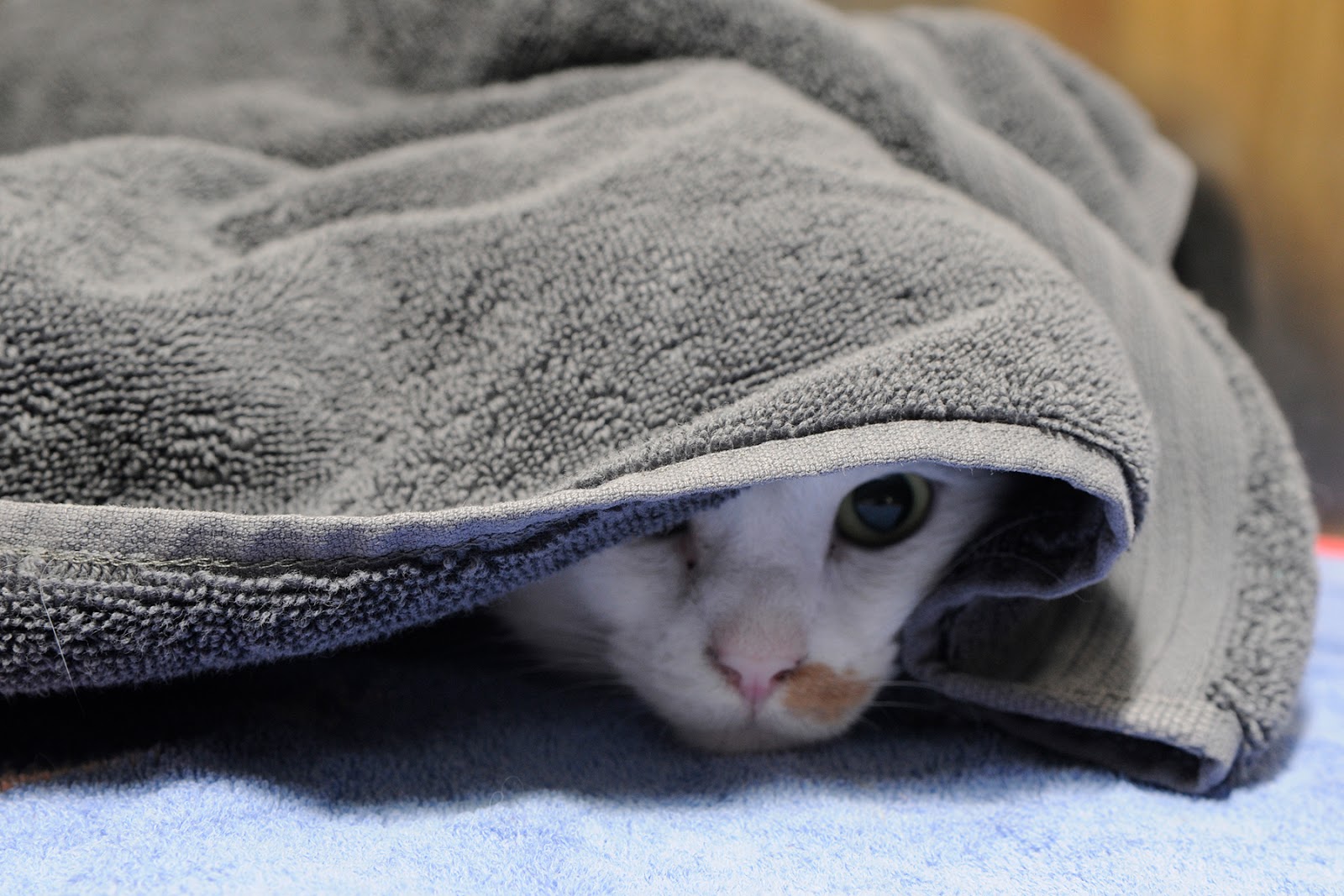 Small Animal Talk Three Things I Learned Fears And Phobias In Pets small-animal-talk-three-things-i-learned-fears-and-phobias-in-pets