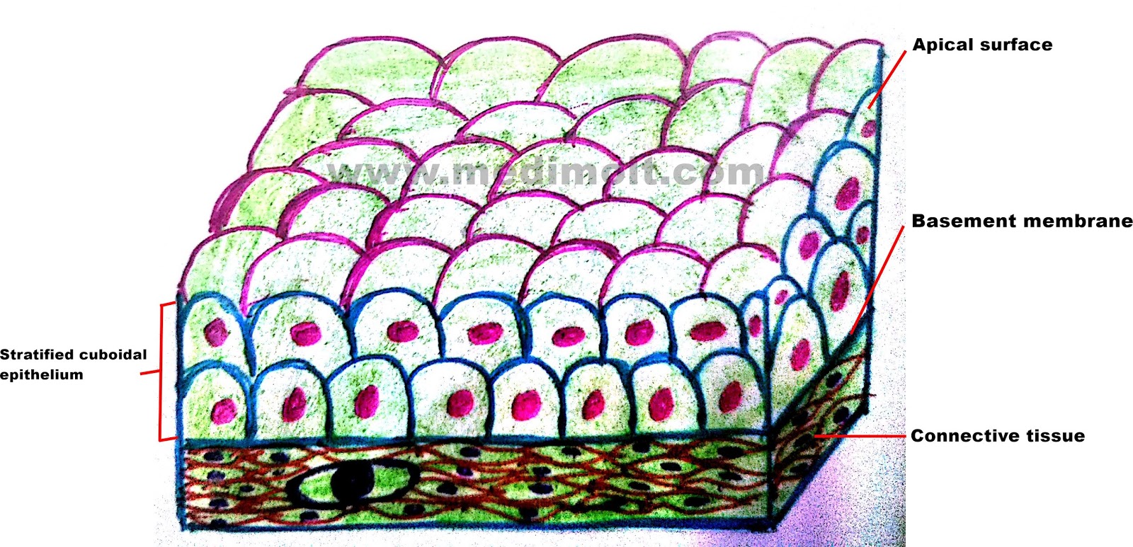 What is Epithelial Tissue Different Types of Structure