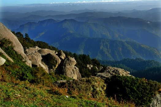 sanjeevani travels shimla