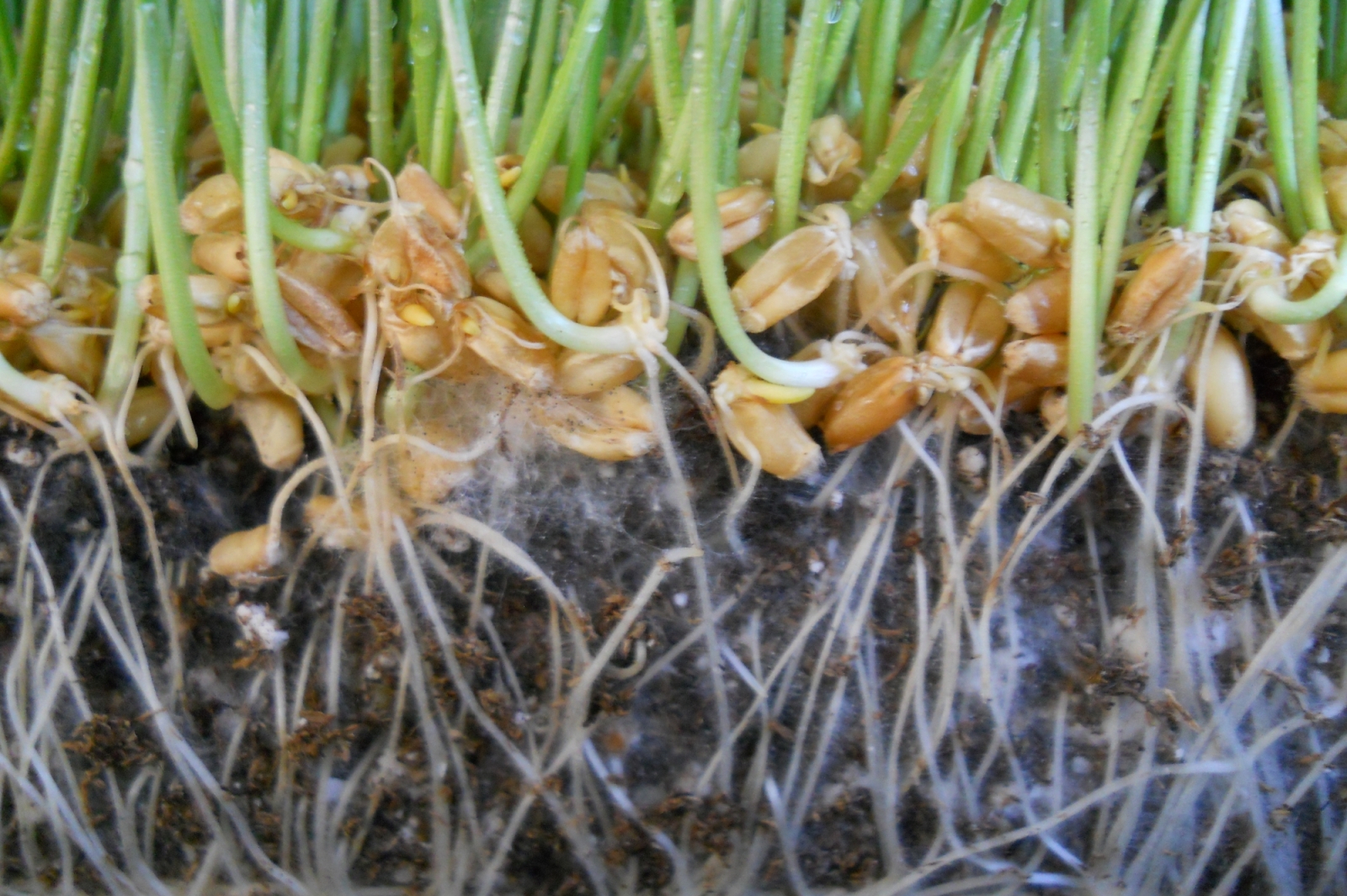 a experimentation of tall fescue a experimentation of tall fescue