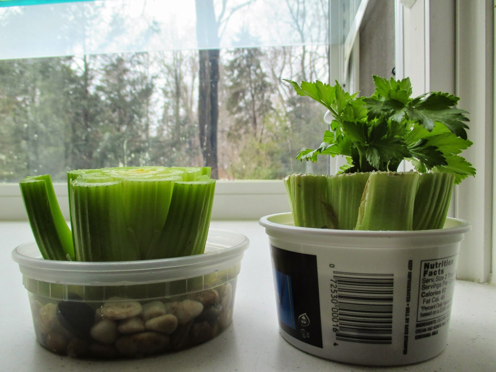 Regrowing Celery from Scraps