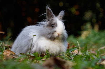 ไม่ควรให้ Carrot เป็นอาหารหลักสำหรับกระต่าย