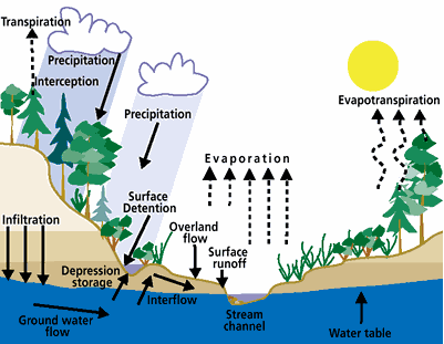 8 Proses Terjadinya Siklus Hidrologi Xylem And Floem