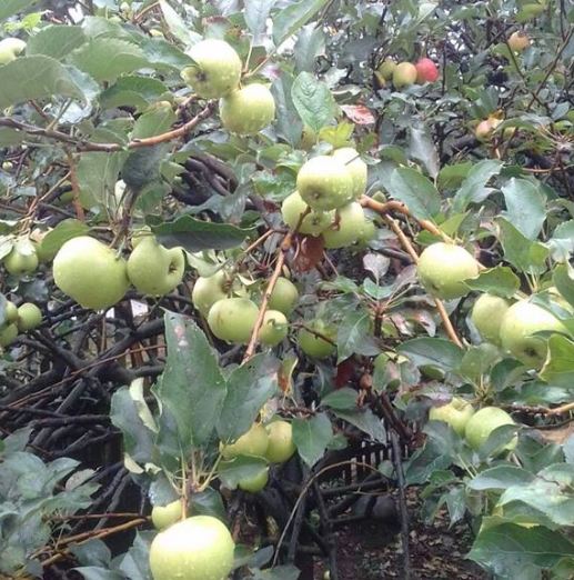 Tengok Budidaya Buah Apel Manalagi Dikota Malang