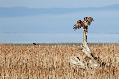 Juvenile Bald Eagle