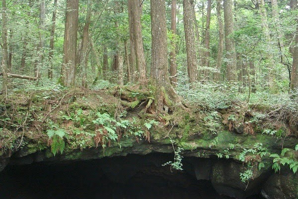 Fakta Menarik Hutan Aokigahara
