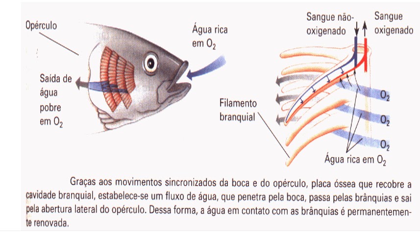 Aula de Ciências da Natureza 6ºAno: Respiração dos peixes