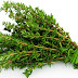Daun Thyme Sebagai Solusi Penyakit Kanker