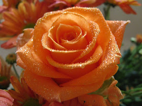 flor-rosa-de-petalos-de-color-naranja