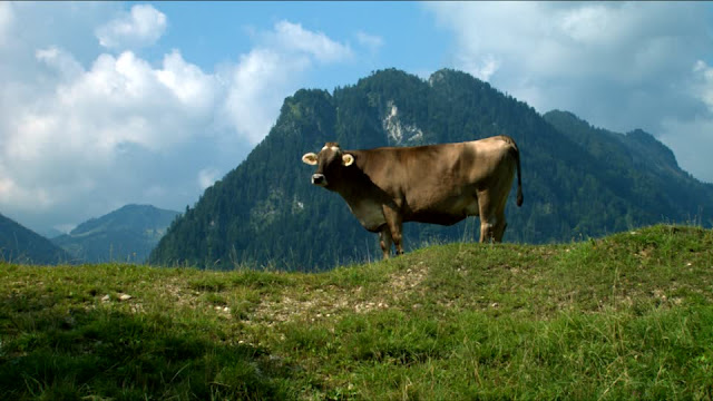 Angelina Wittmann Arte Cultura Historia E Antropologia