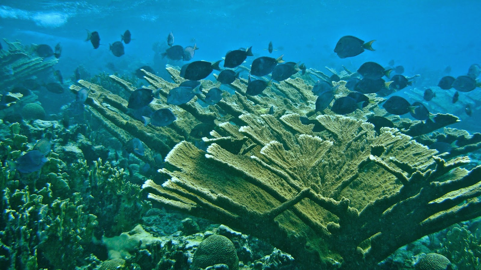Biogeography Of Elkhorn Coral