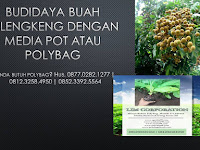 Budidaya Buah Kelengkeng Dengan Media Pot atau Polybag