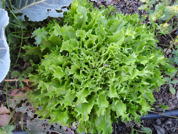 ESCAROLA