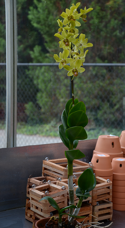 The Orchid Column: Where do I cut my Dendrobium after it blooms?