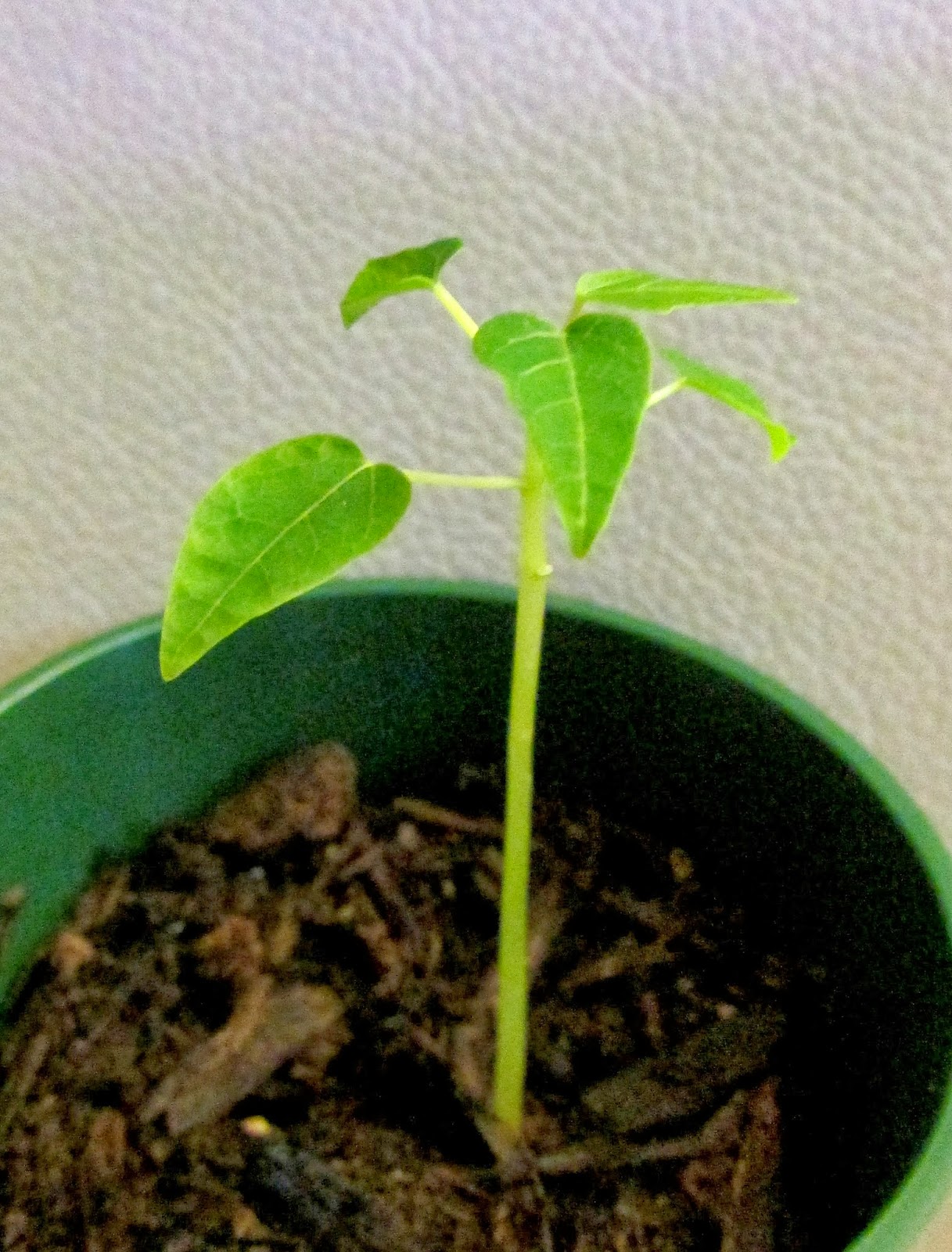 папайя проращивание семян