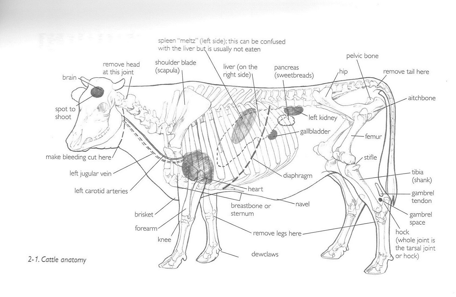 Cows Anatomy Diagram