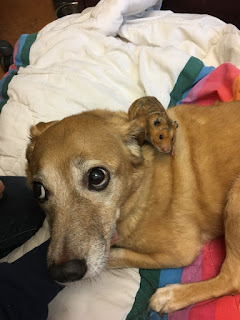 dog with Topper