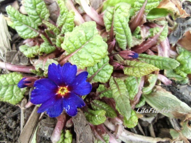 Lila Flieder Garten Februar 2015