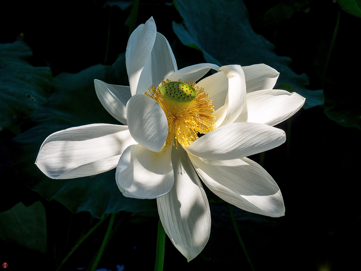 FROM THE GARDEN OF ZEN Sacred lotus flower Tsurugaokahachimangu