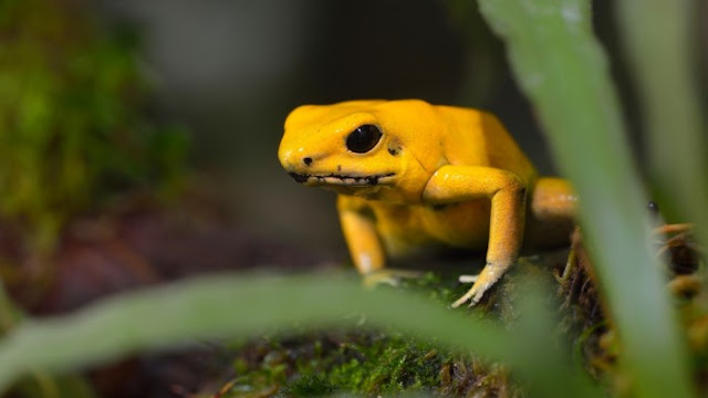 The Most Dangerous Species In The World The Most Dangerous Species In The World