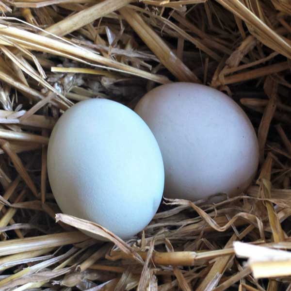 Manfaat-Telur-Bebek