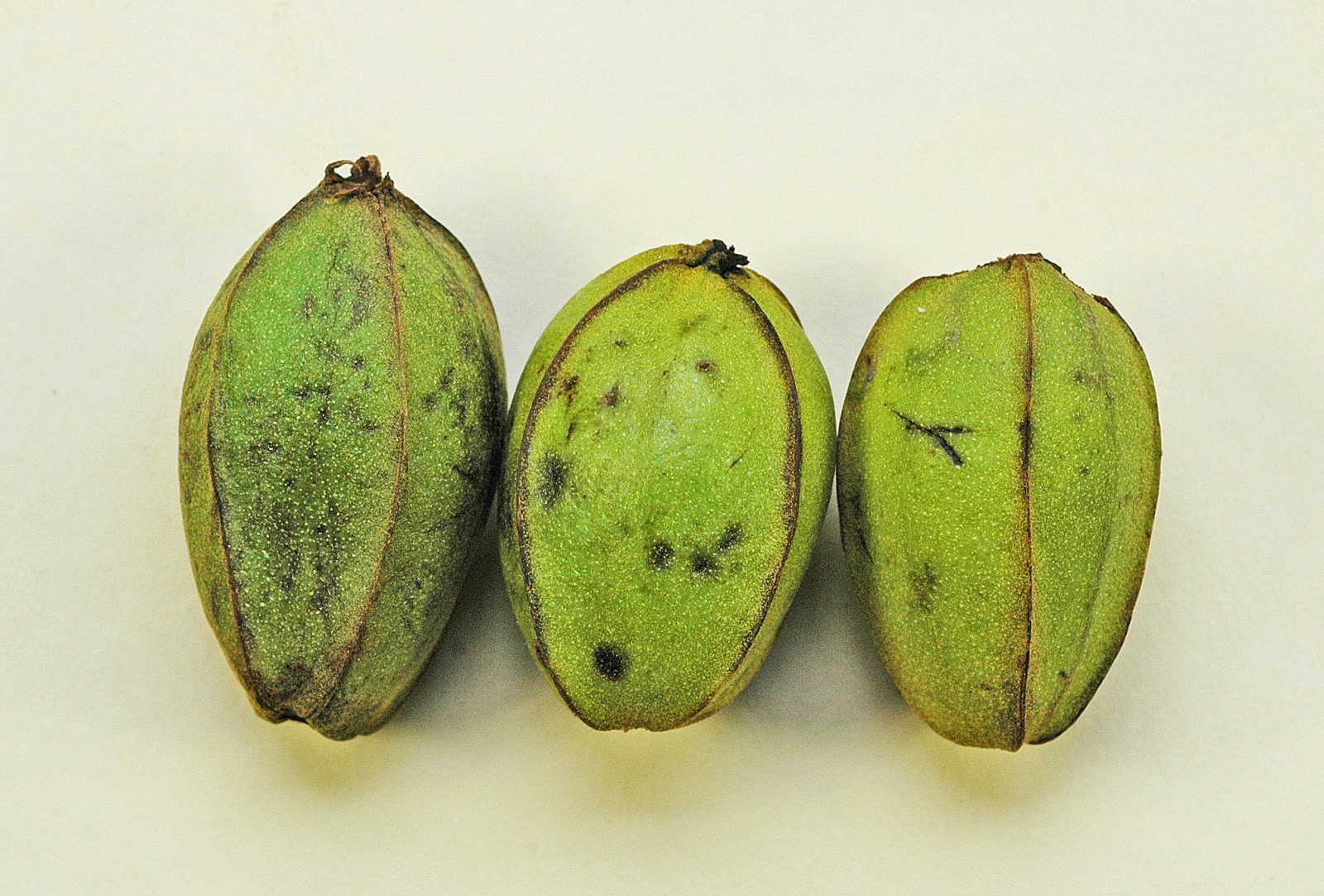 Northern Pecans August 2014