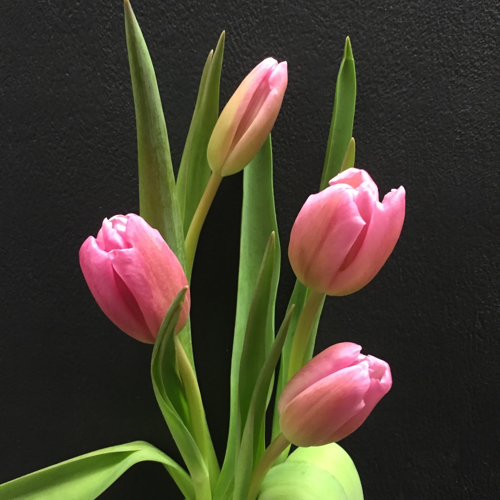 The Enchanted Petal: Tulip