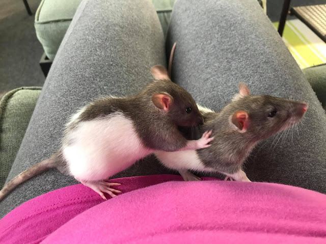 2 domesticated rats cleaning each other