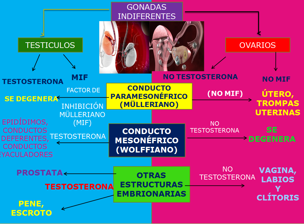 FISIOLOGIA ÓRGANOS SEXUALES ACCESORIOS