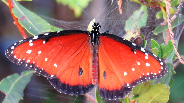 Male Queen Butterfly