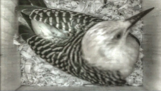 Red Bellied Woodpecker Inspects Nest Box