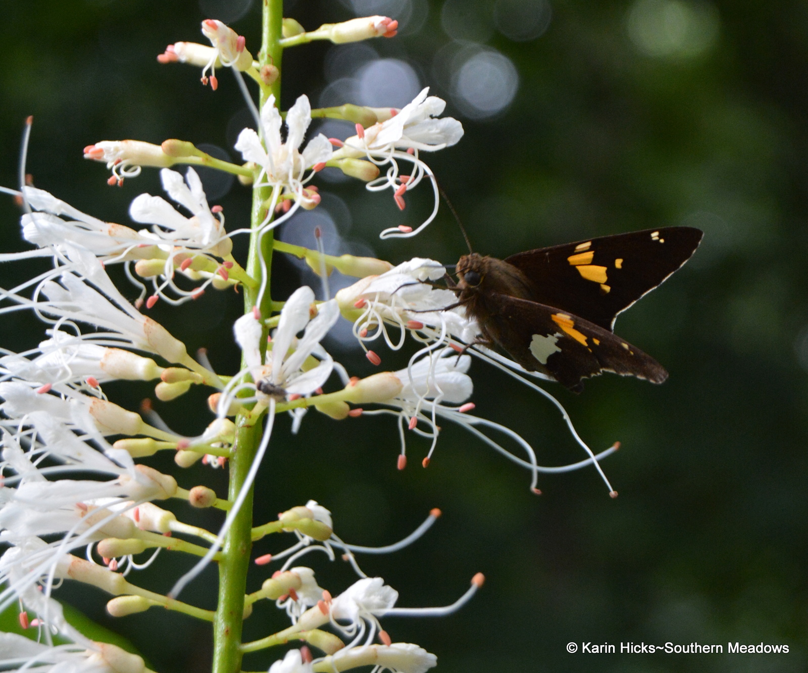 A Year With The Trees Bottlebrush Buckeye Aesculus Parviflora