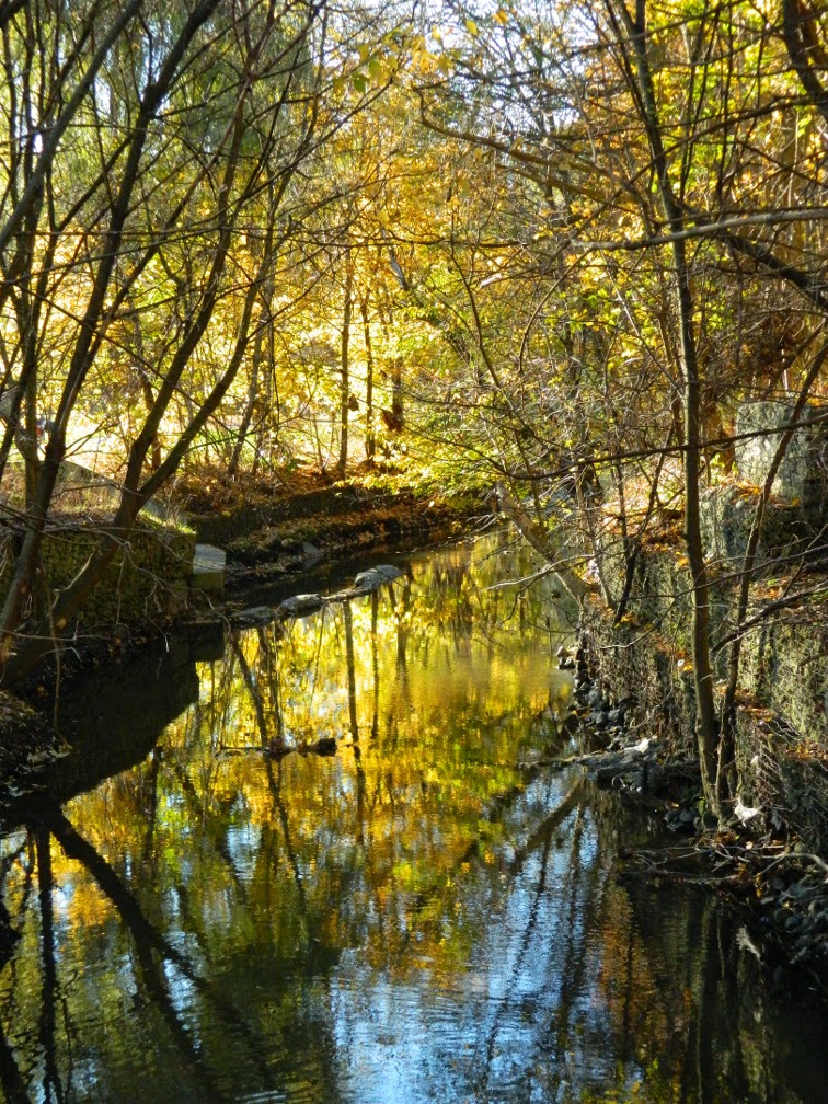 Taylor Creek Park Autumn foliage reflection by garden muses-not another Toronto gardening blog Taylor Creek Park Autumn foliage reflection by garden muses-not another Toronto gardening blog