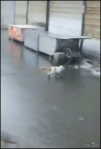 Hilarious reverse Cat GIF • Amazing acrobat cat doing an incredible double back flip from ground to roof Hilarious reverse Cat GIF • Amazing acrobat cat doing an incredible double back flip from ground to roof