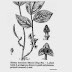 Pertelaan Singa Depa (Apama tomentosa Willd.)