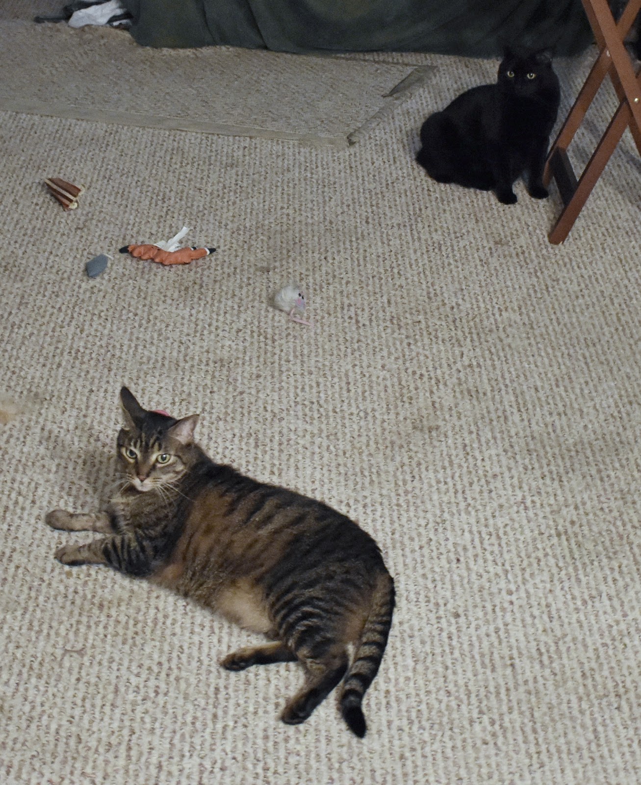 Ellie And Her Butt Worms Momma Kat And Her Bear Cat