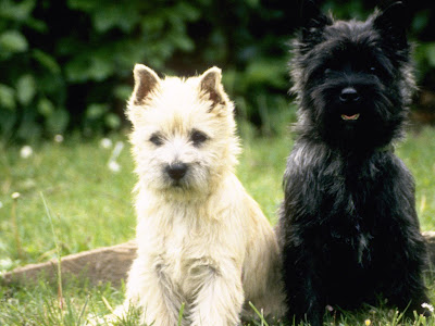Cairn terrier pair cross stich kit or pattern | Yiotas XStitch