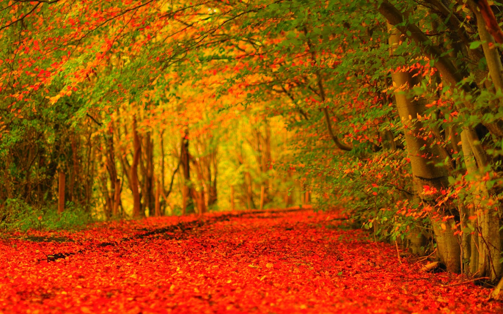 Prachtige Herfst Wallpapers In Hd Hd Wallpapers - vrogue.co