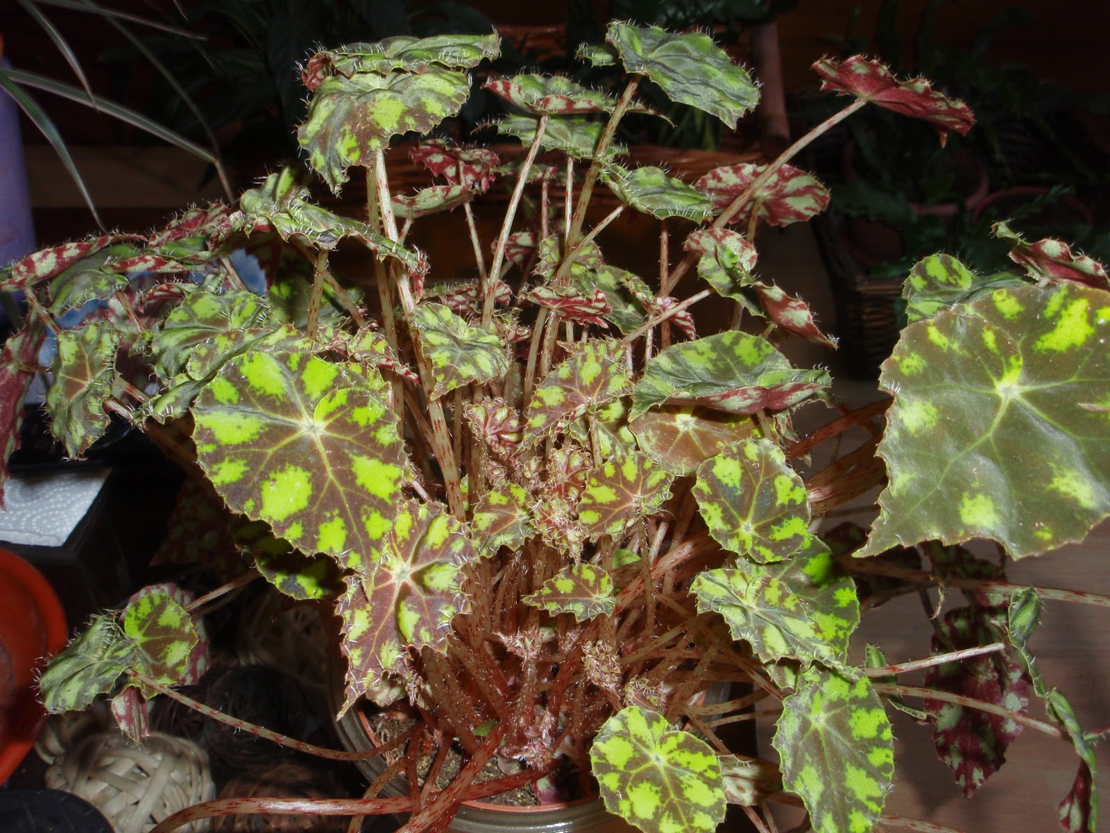 Plantas De Loli: Begonia Tiger